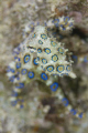   Blue Ring OctopusFound Derawan Jetty  